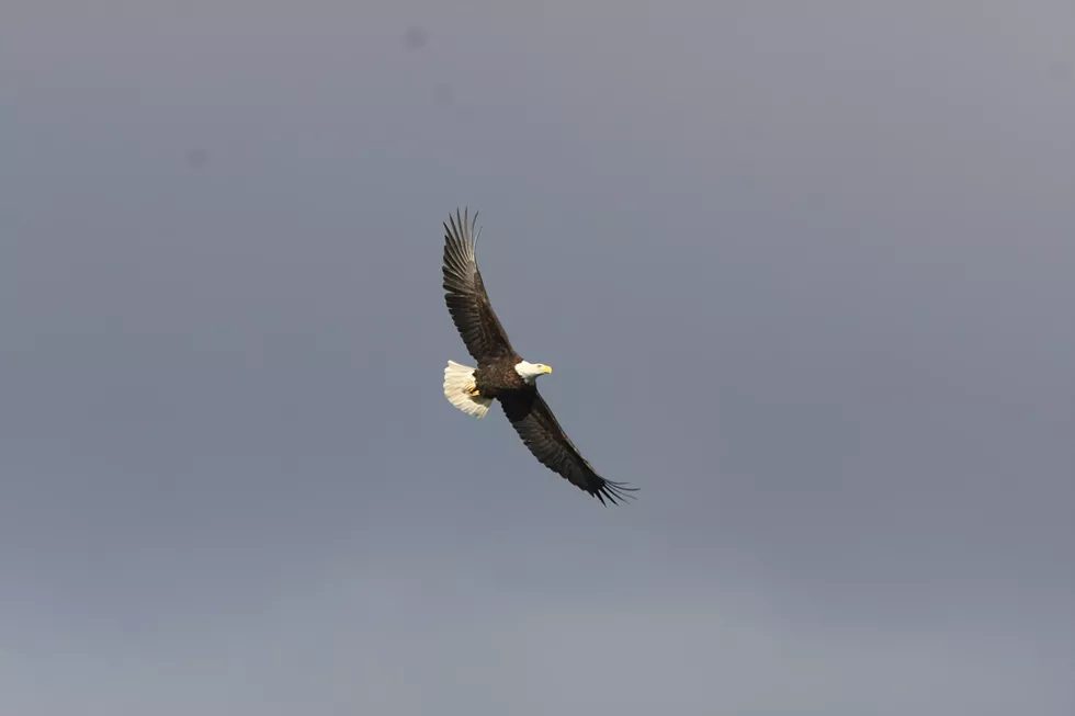 eagle_flying_-_david_soete.webp