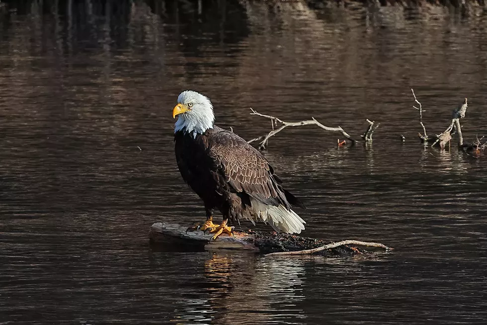 eagle_along_lackawaxen_river__david_b._soete.webp