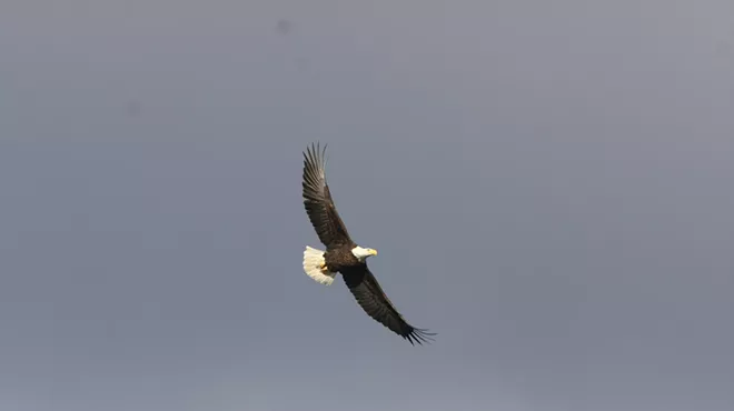 Image: Eagle Watch Bus Tour
