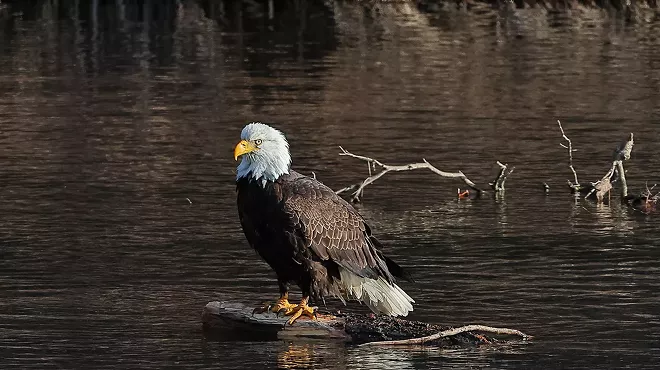 Image: Eagle Watch Bus Tour