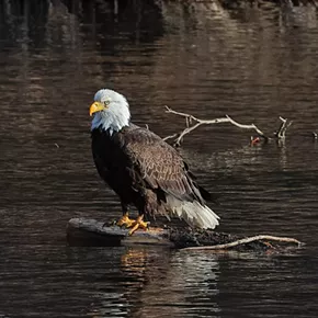 Image: Eagle Watch Bus Tour