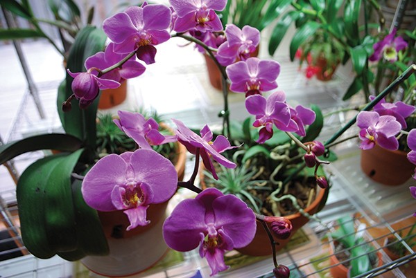 Easy-to-grow Phalaenopsis orchids are great for beginners.