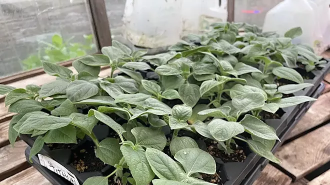 Image: Ecological Gardening: Seed Sowing + Propagation