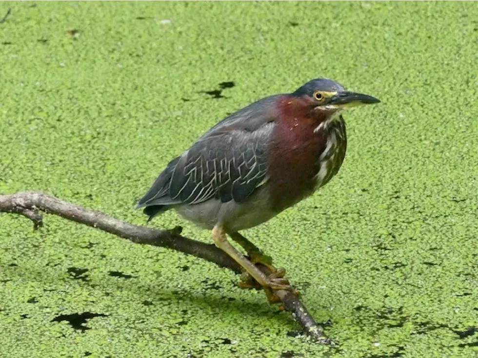 Green Heron spotted at Art Omi
