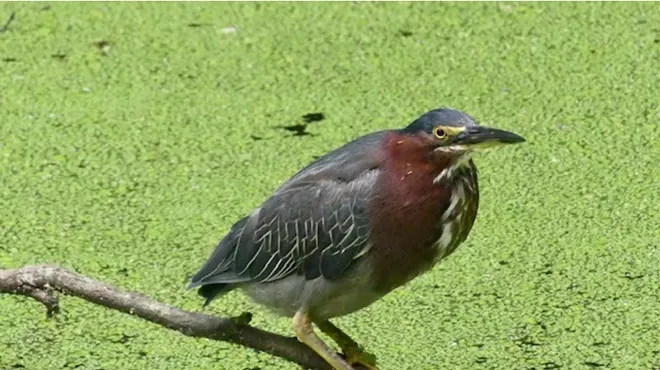 Image: Ecology Series: Bird Walk with Alan Devoe Bird Club