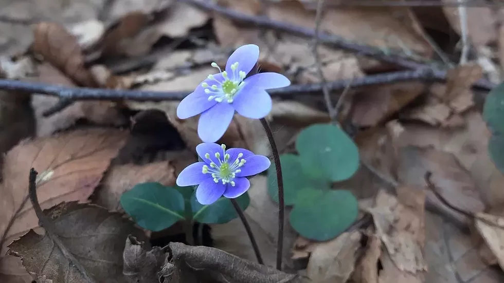 hepatica.webp
