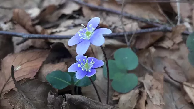 Image: Edible and Medicinal Plant Walk with the Botanical Hiker