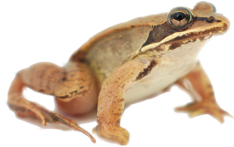 woodfrogfadededges.png