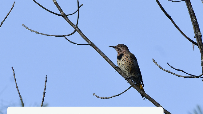 Image: Fall migration bird walk