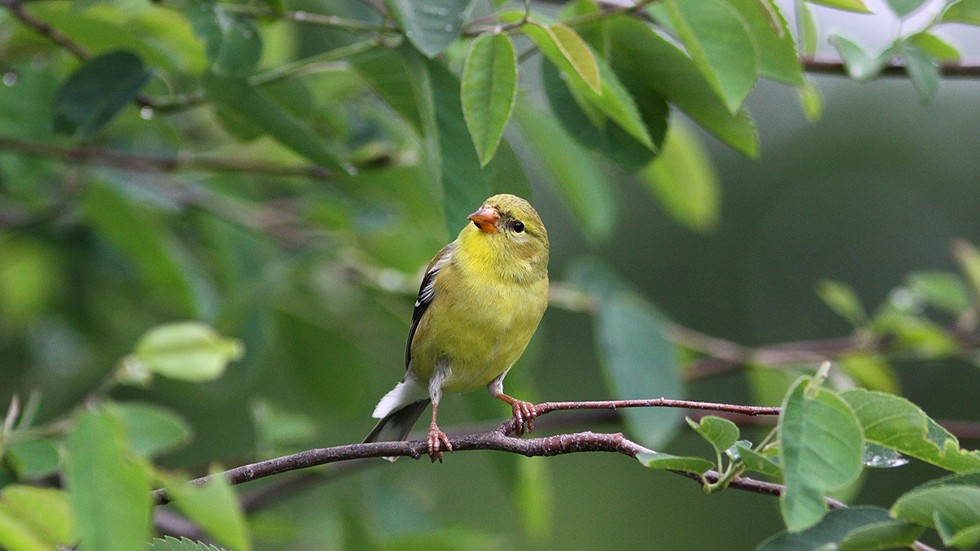yellow-bird-david_soete.jpg