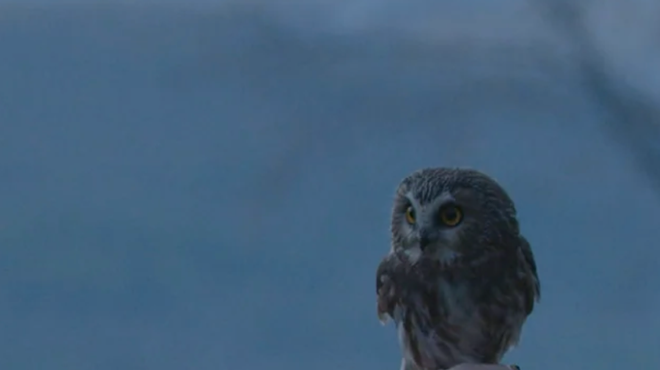 Image: First Encounters with Birds of Prey