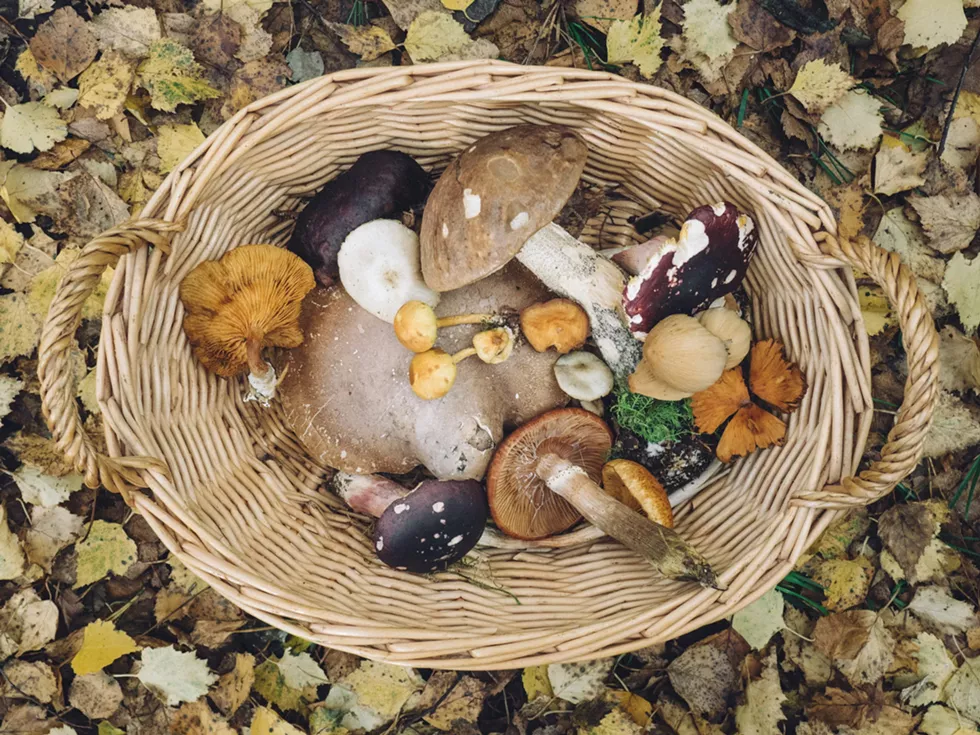 mushrooms_in_basket.webp