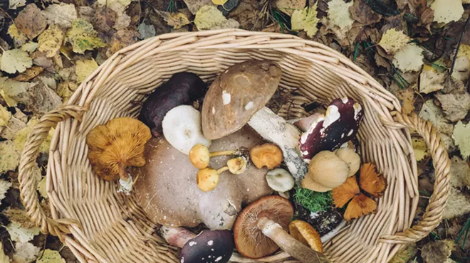 Image: Foraging for Mushrooms in the Forest, with Yael Bernhard