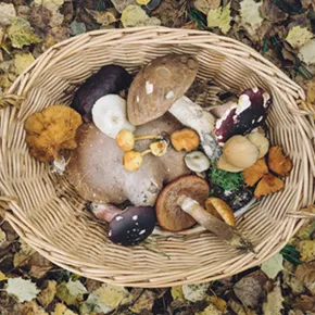 Image: Foraging for Mushrooms in the Forest, with Yael Bernhard