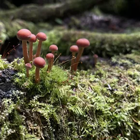 Image: Forest and Fungi Ecology Walk with Wild Ones Mid-Hudson Valley