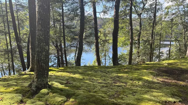 Image: Forest Bathing with Fru Molnar