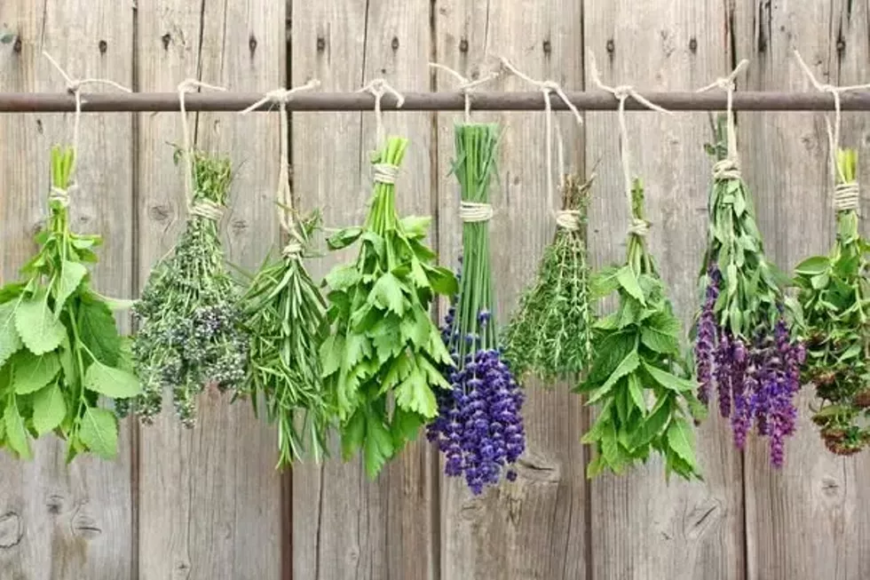 herbs_and_cures.webp