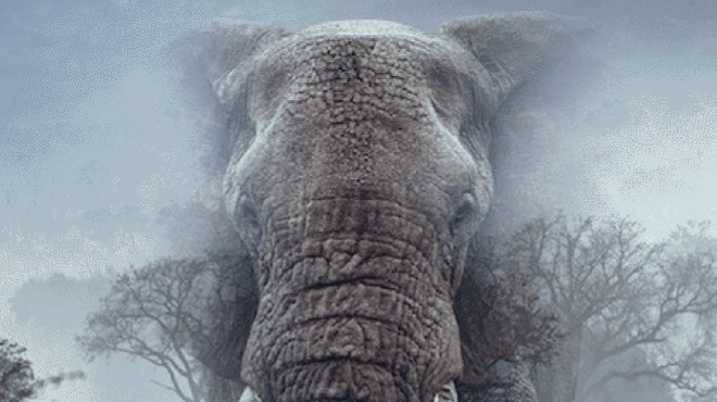 Image: Ghost Elephants