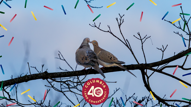 Image: Great Backyard Bird Count