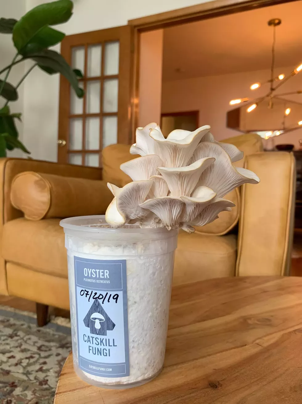 Growing Oyster Mushrooms Indoors