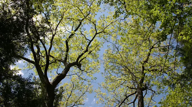 Image: Guided Walk at the Reserve: Forest Bathing and Wild Plants