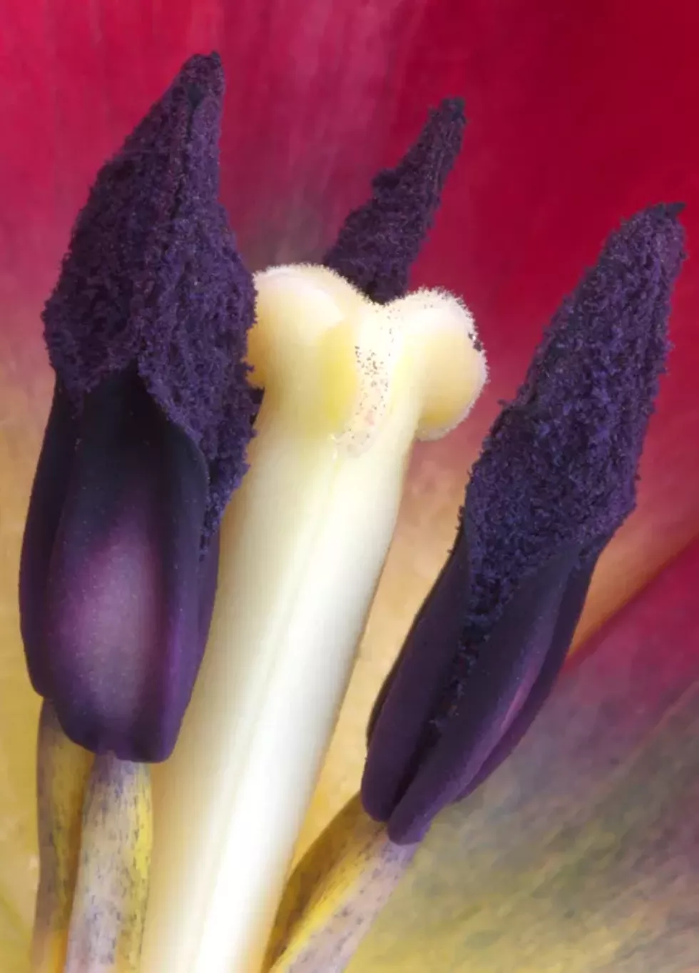 Tulip, Photograph by H. David Stein