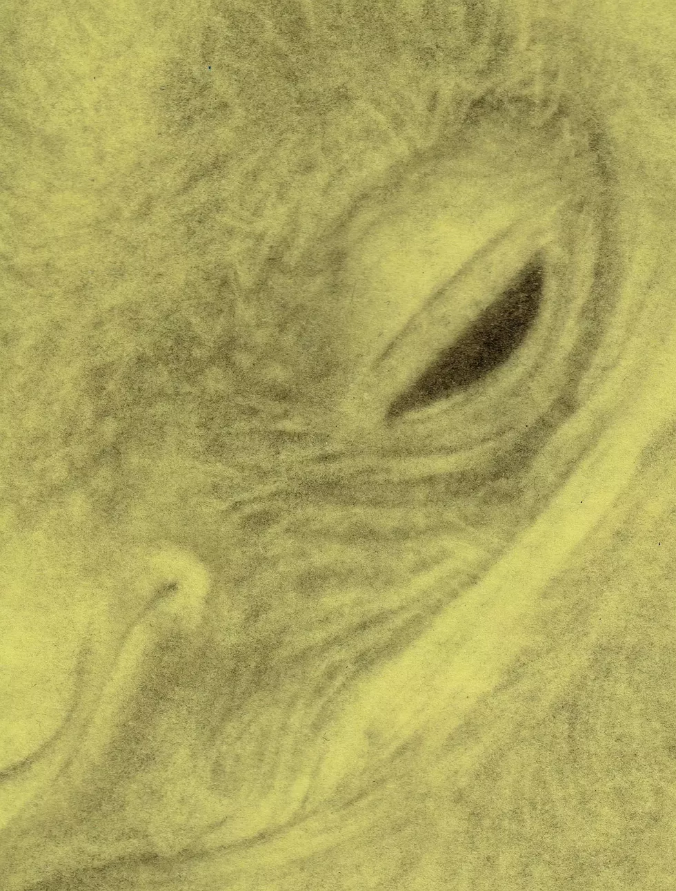 bird-face-yellow-2.webp