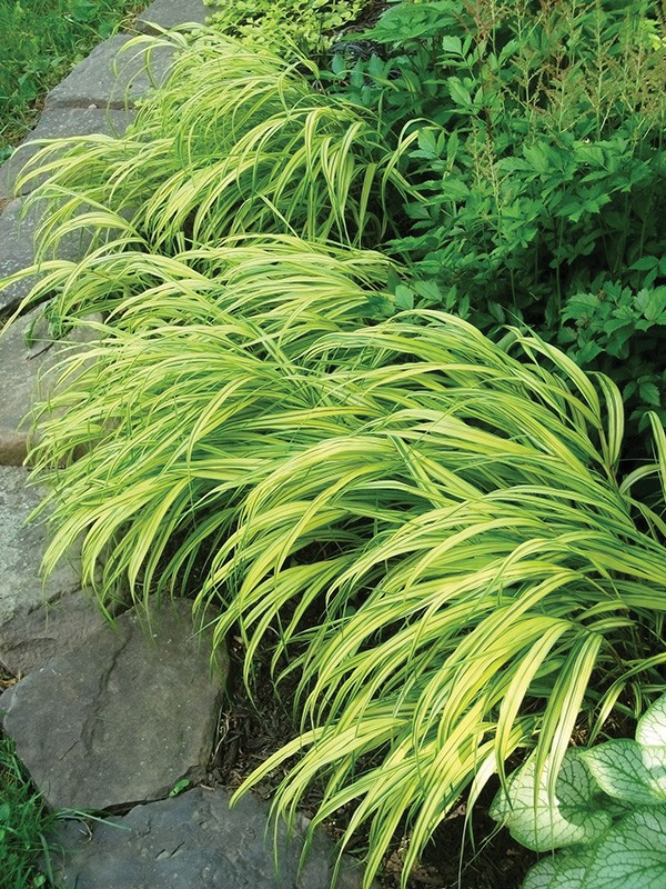 Variegation: The Spice of Plant Life