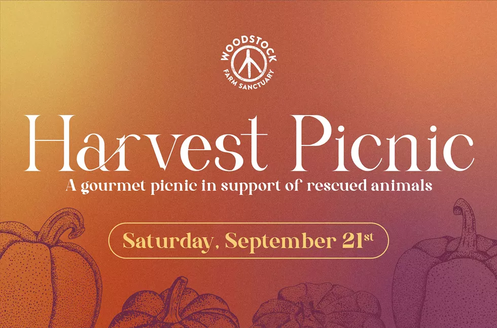 harvest-picnic-2024-header-main-optimized.webp