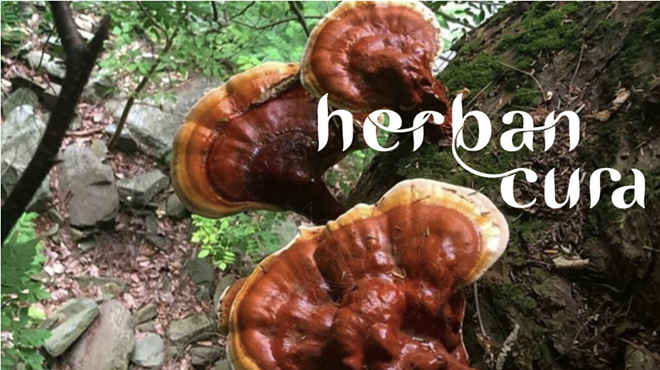 Image: Herban Cura: ​​Connecting to the Mycelial Web