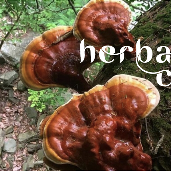 Herban Cura: ​​Connecting to the Mycelial Web