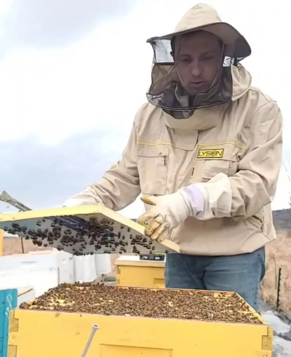 bees_knees.webp