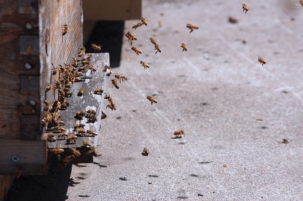Hudson Valley Bee Supply