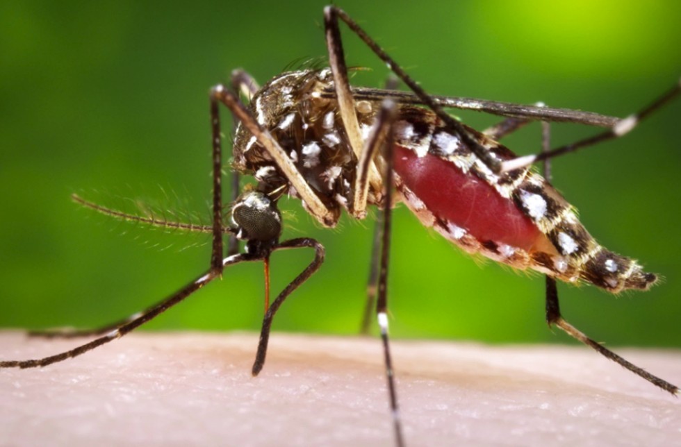 Health officials in several Northeastern states are sounding the alarm on a rare but dangerous mosquito-borne disease: Eastern equine encephalitis