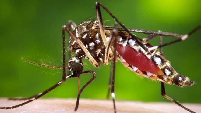 Hudson Valley Health Officials Concerned About Eastern Equine Encephalitis