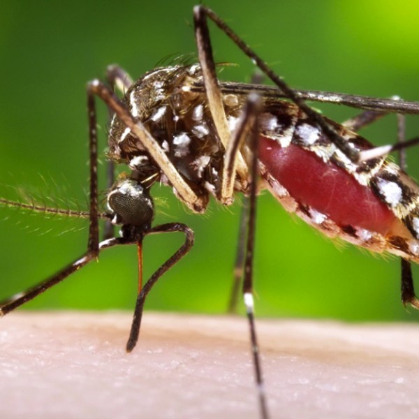 Hudson Valley Health Officials Concerned About Eastern Equine Encephalitis