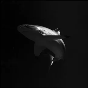 Image: &ldquo;In Between&rdquo;