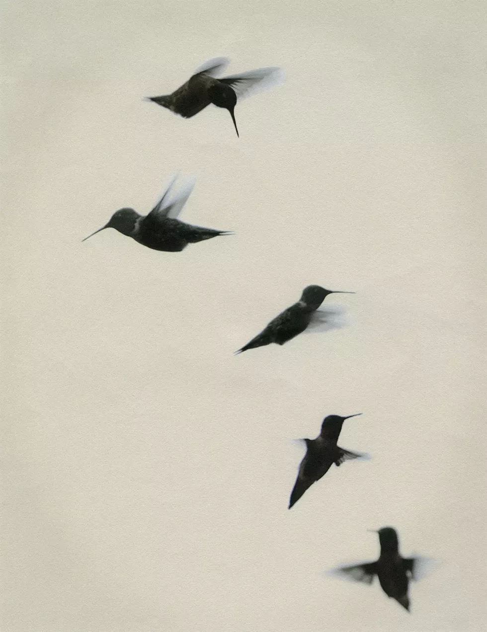 Hummers