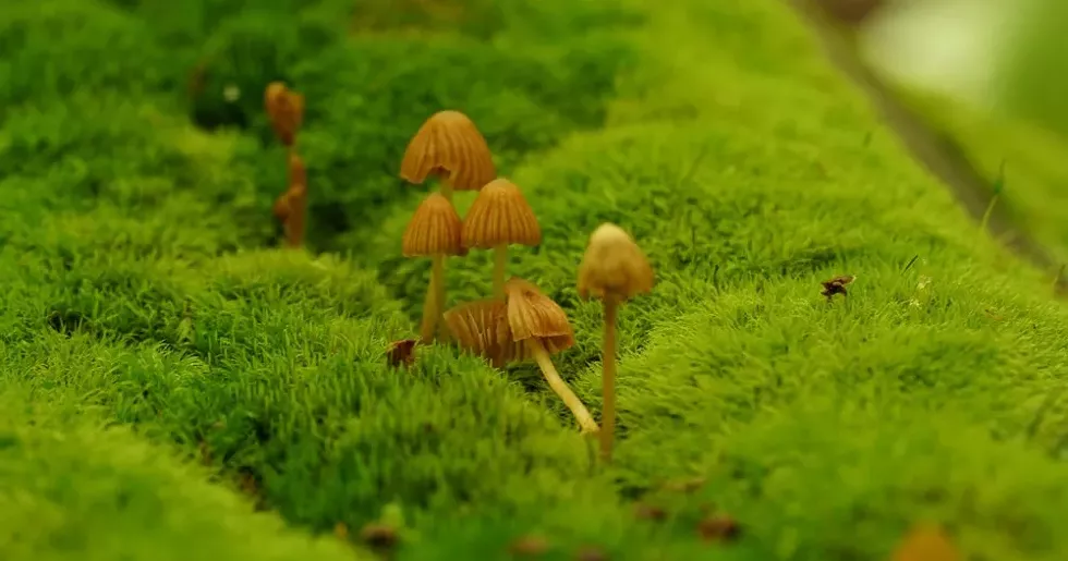 Mushrooms at Manitoga