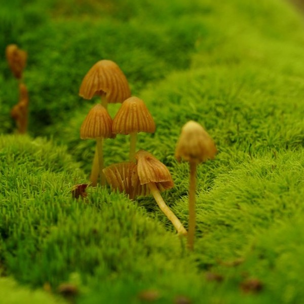 In the Landscape: Lens on the Forest - Mushrooms