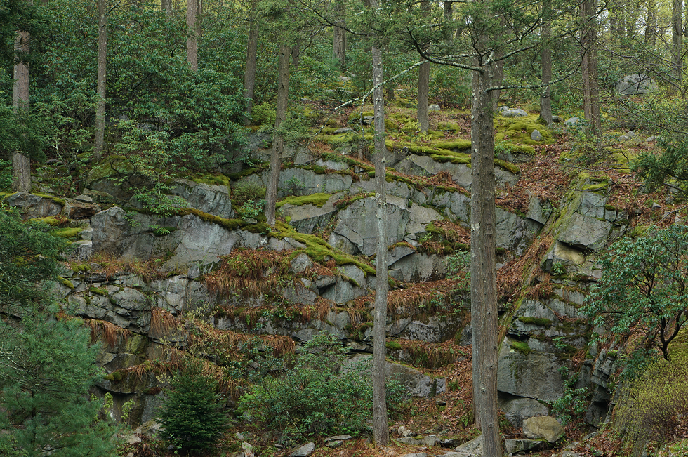 Manitoga's mossy Quarry Cliffs