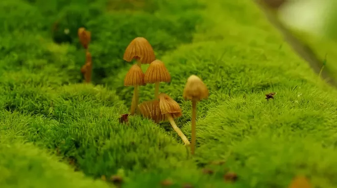 Image: In the Landscape
