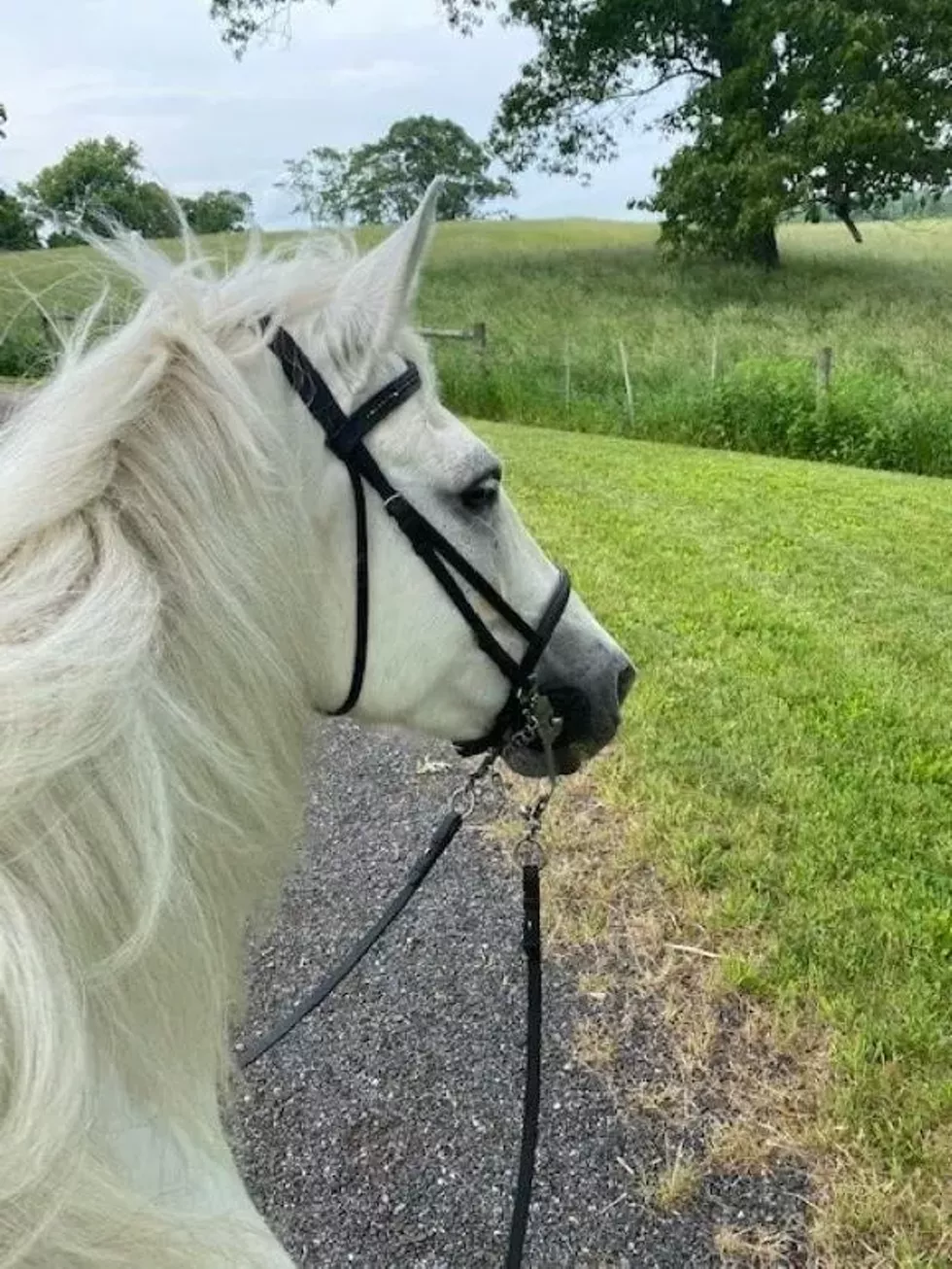 animals-horse.webp