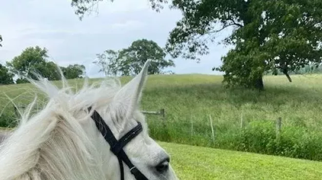 Image: Interpretive Walk & Craft for Children: A Horse&rsquo;s Life at Staatsburgh