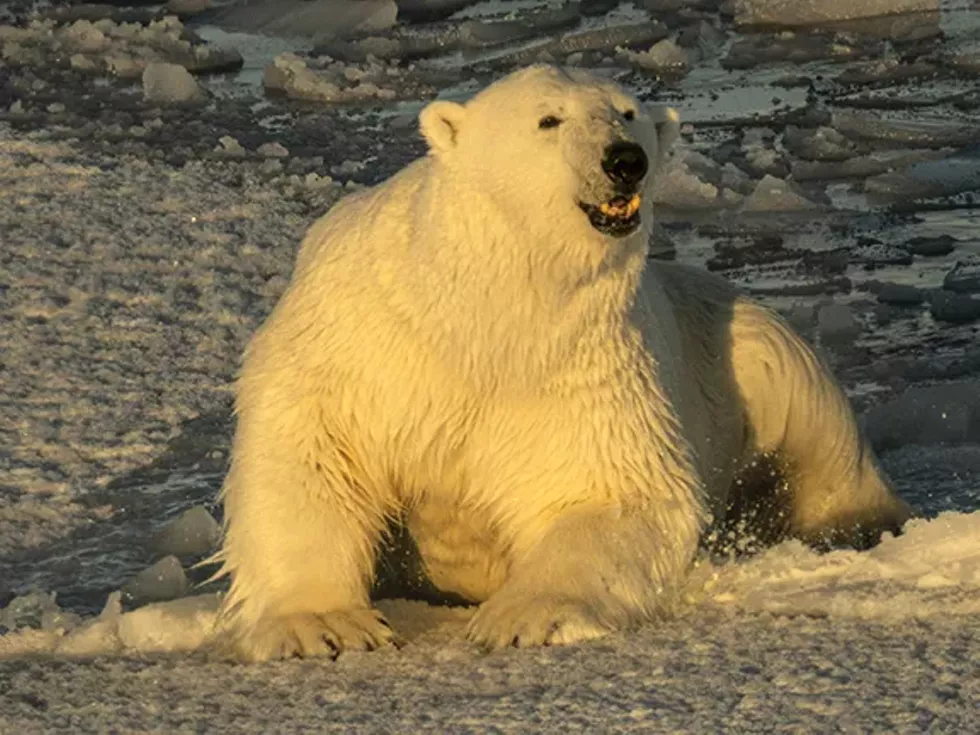 polar_bear_climbing_out_of_water_for_web.webp