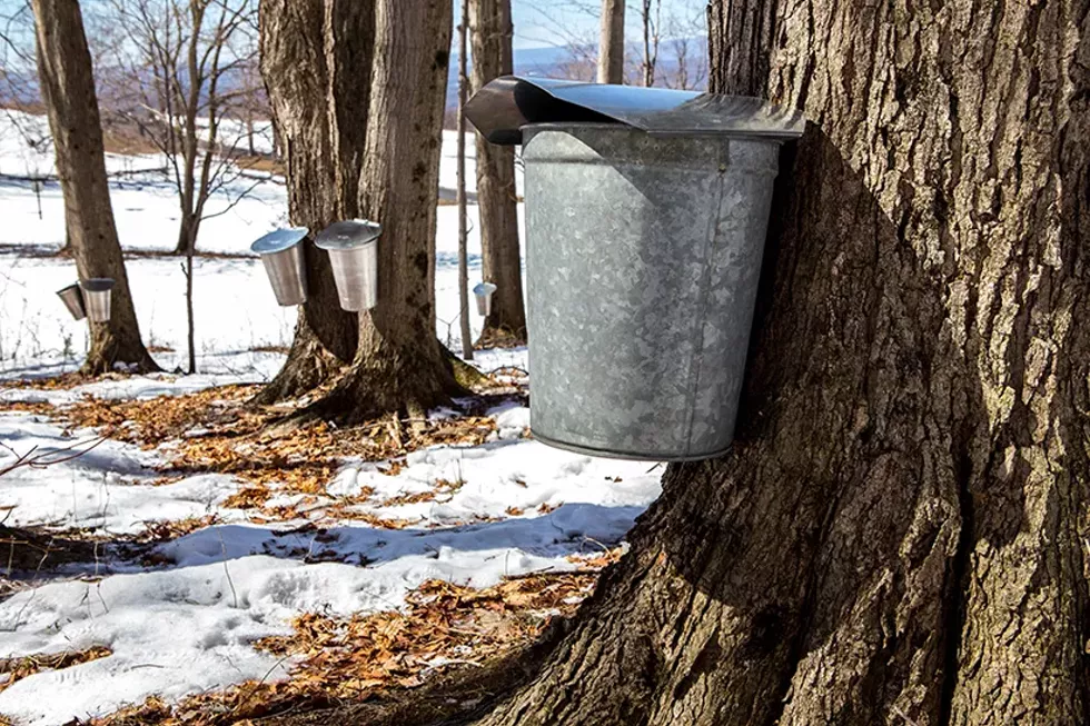 kids-day-in-the-sugar-bush-by-glen-koehler-822.webp