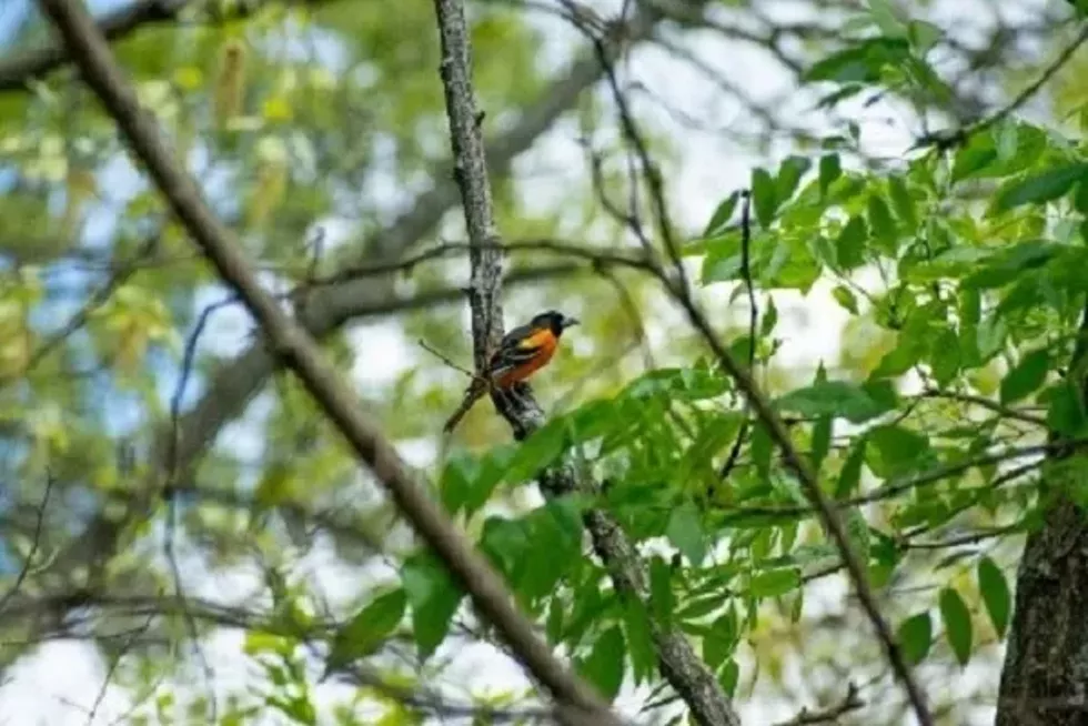 olana-bird.webp