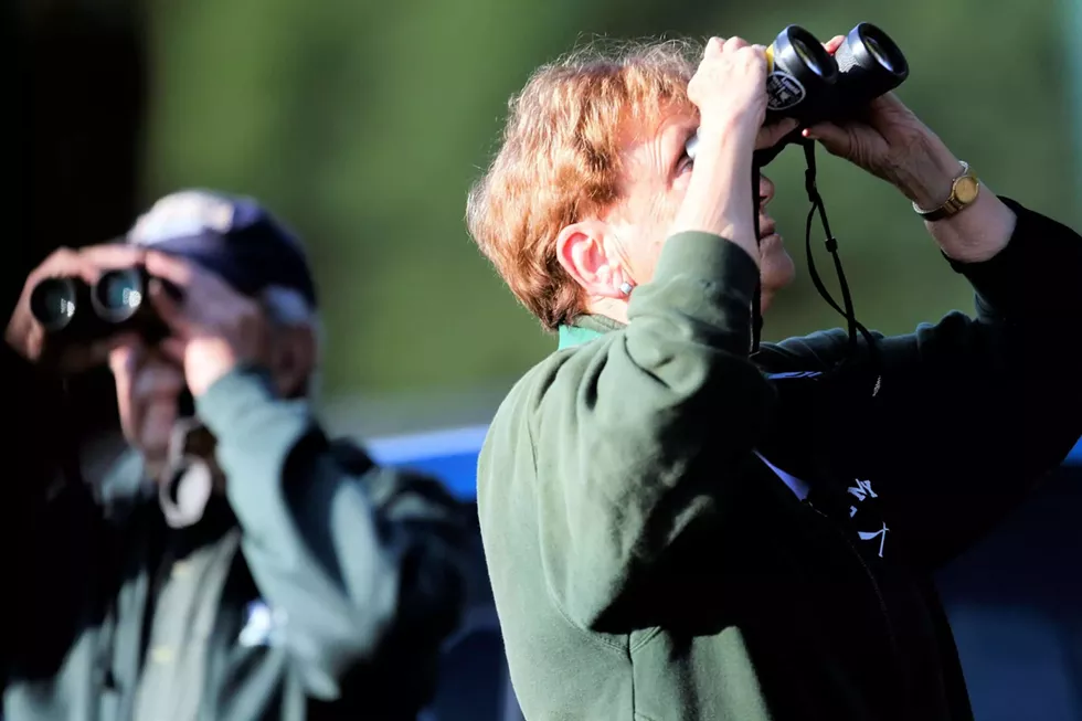 042220bird-watch-olana-6-suzy-allman-scaled.webp