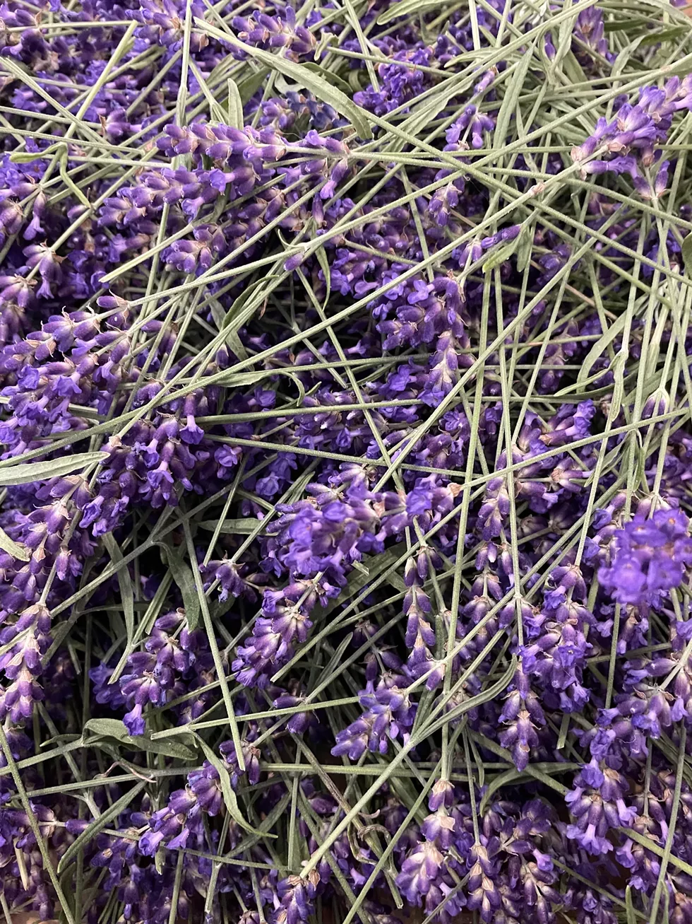 Locally grown lavender