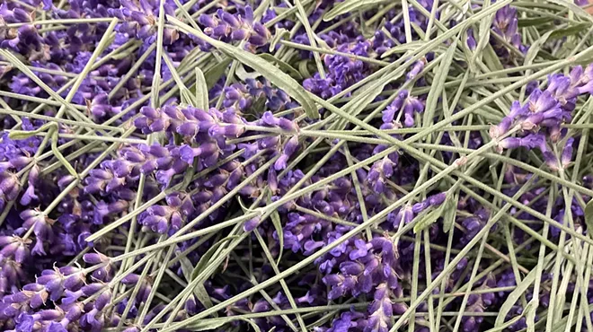 Image: Lavender infusion demo